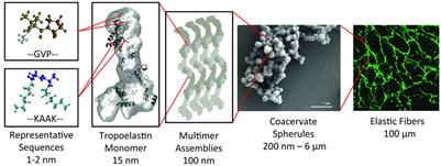 Fibrous Scaffolds From Elastin-Based Materials